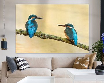 Pair of kingfishers on a branch