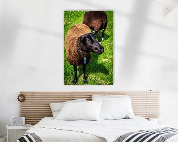 Handsome Brown Sheep 2