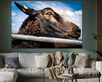 Handsome Brown Sheep 9 by Urban Photo Lab