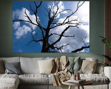 Silhouet van boom in de Veluwe