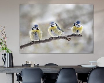 three eurasian blue tits (Cyanistes caeruleus) sitting together on a branch in the wind, the small p by Maren Winter