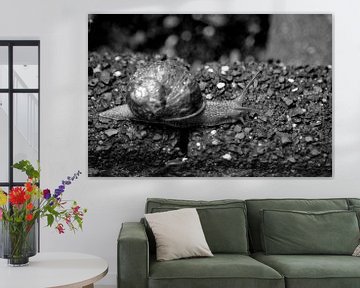 Slak (Zwart Wit) van FotoGraaG Hanneke