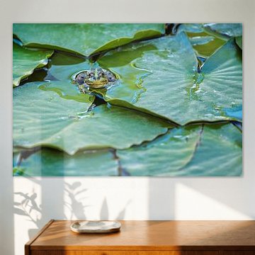 Green frog (Pelophylax) between water plants in a pond