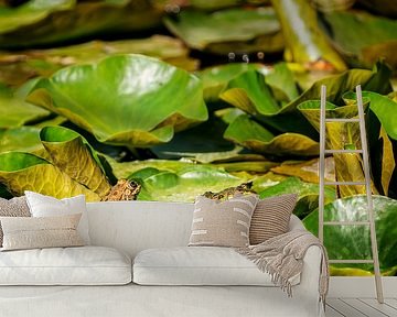 Green frog (Pelophylax) between water plants in a pond by Carola Schellekens