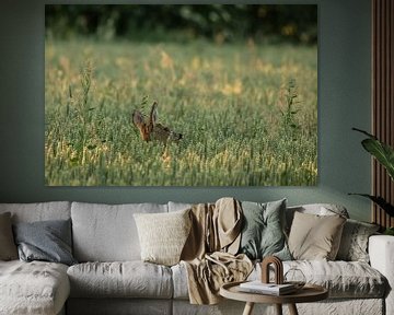 Roebuck in the middle of a grain field by Sijbren Kuiken