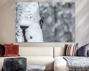 Buntspecht im Winter(Dendrocopos major)