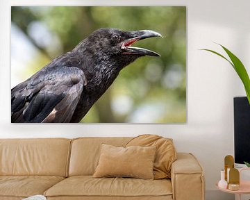 portrait d'un jeune corbeau criard (Corvus corax), un grand passereau tout noir, également appelé co