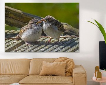 Twee schattige jonge babyvogels, House Sparrows (Passer domesticus) zitten op grijs hout en wachten  van Maren Winter