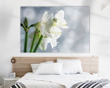 Fleurs blanches d'amaryllis (Hippeastrum) sur fond d'hiver enneigé, belle carte de vœux florale avec