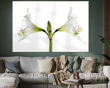 Dubbele witte amaryllis bloei (Hippeastrum), symmetrische close-up van de twee bloemen en meeldraden van Maren Winter