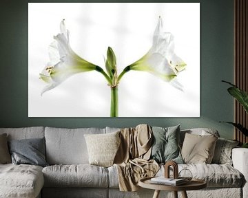 Doppelte weiße Amaryllisblüte (Hippeastrum), symmetrische Nahaufnahme der beiden Blüten und Staubgef von Maren Winter