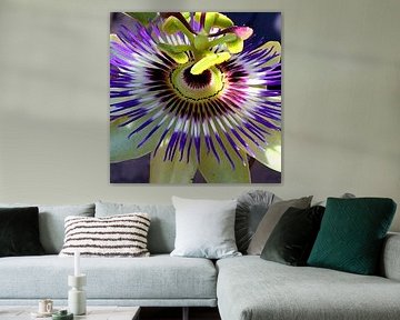Passionsflora