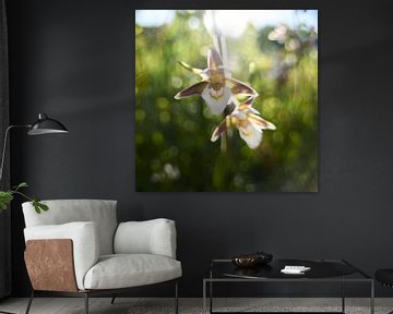 Impression Swamp wasps orchis by Erik Reijnders