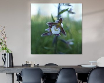 Wilde orchidee van Erik Reijnders