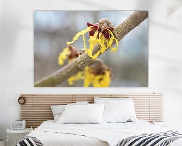 toverhazelaar (hamamelis mollis) in bloei, gele bloemen van de geneeskrachtige plant tegen een wazig van Maren Winter