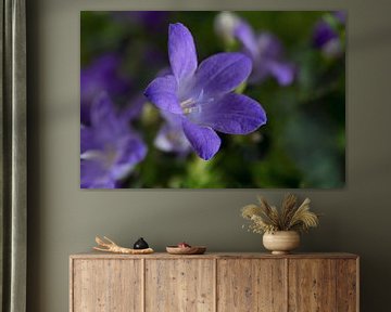 blauwe klokbloem (campanula) in het groen, de bloei in het voorjaar als een macrofoto met kopieerrui