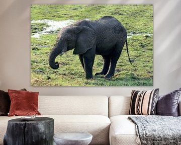 Eléphant dans le parc national de Chobe en Afrique sur Merijn Loch