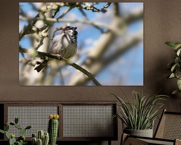 Haussperling männlich (Passer domesticus), kleiner Vogel der Familie Passeridae, auf einem Baum sitz