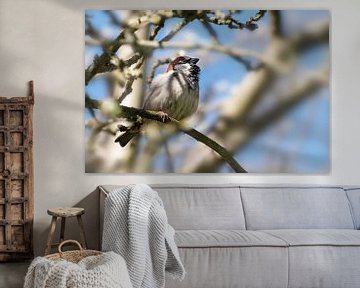 Huismus mannetje (Passer domesticus), klein vogeltje van de familie Passeridae zittend in een boom,  van Maren Winter
