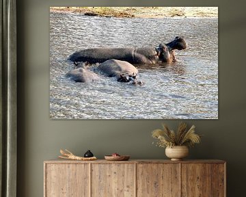 Hippopotamus in the Chobe River in the Chobe National Park in Botswana by Merijn Loch