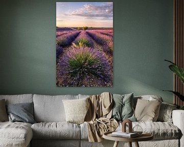 Lavendelbloesem in de Provence van Achim Thomae