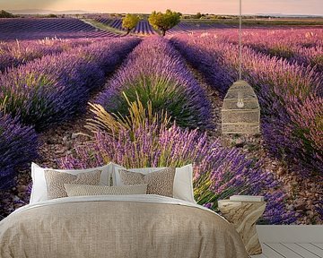 Lavender blossom in the Provence by Achim Thomae Photography