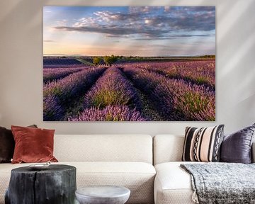 Lavendelbloesem in Zuid-Frankrijk van Achim Thomae