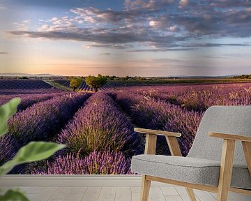 Lavender Blossom in the South of France by Achim Thomae Photography