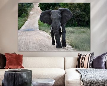 Elephant in the national kruger park by Jeroen Lugtenburg