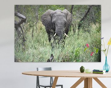 Eléphant dans le parc national Kruger sur Jeroen Lugtenburg