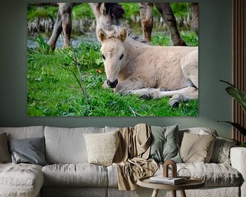 Koninkpaard-Fohlen in den Oostvaardersplassen von Jeroen Lugtenburg