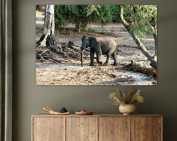 Jonge olifant langs de Chobe rivier van Merijn Loch