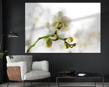 White orchid flower (phalaenopsis) against a blurry light background with copy space, close up, sele by Maren Winter