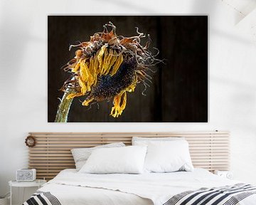 withered sunflower in raking light against dark brown background with copy space, selected focus by Maren Winter