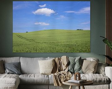 Ein grünes Weizenfeld vor blauem Himmel von Ulrike Leone