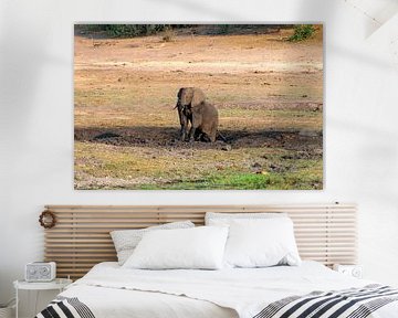 Elephant takes mud bath in Chobe National Park by Merijn Loch