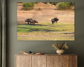 The buffalo by Merijn Loch