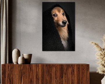 Sheltie portrait by Elles Rijsdijk