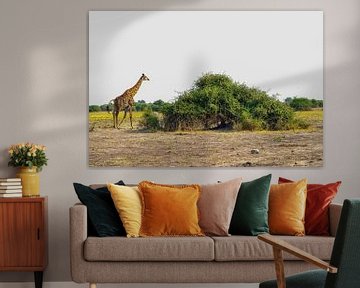 Giraffe walks past a tall bush by Merijn Loch