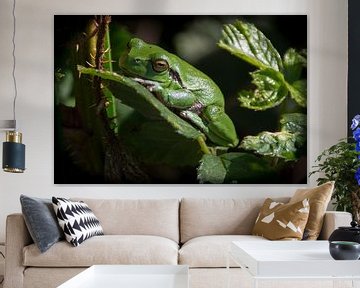 Tree frog by Ron Hermans