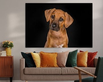 Fine Art portrait of a Rhodesian Ridgeback puppy by Elles Rijsdijk