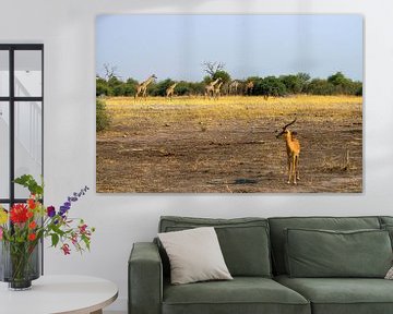 Family Giraffe by Merijn Loch