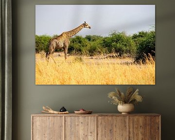 Giraffe in the vast Chobe National Park by Merijn Loch