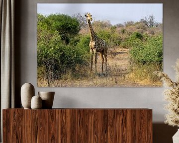 Young Giraffe on reconnaissance by Merijn Loch