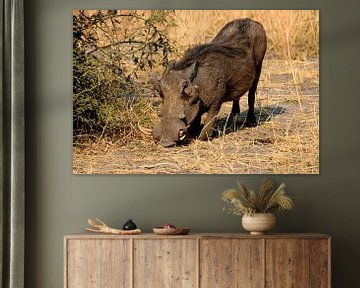 Warthog/Nosed boar by Merijn Loch