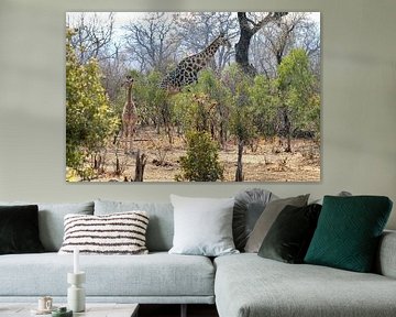 Young Giraffe enjoys the day by Merijn Loch