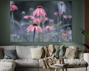 Pastell-Echinacea von Tania Perneel