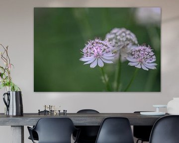 trio d'astrantia sur Tania Perneel