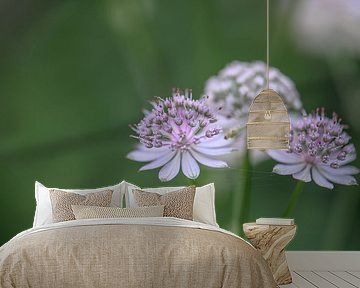 trio van astrantia van Tania Perneel