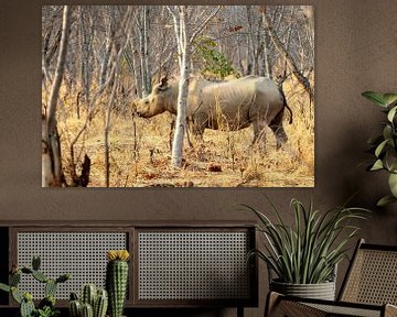 rhino in Zambia by Merijn Loch
